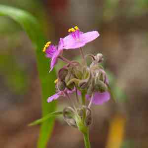 Giant spiderwort(Tradescantia gigantea)