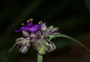 Giant spiderwort(Tradescantia gigantea)