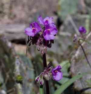 Giant spiderwort(Tradescantia gigantea)