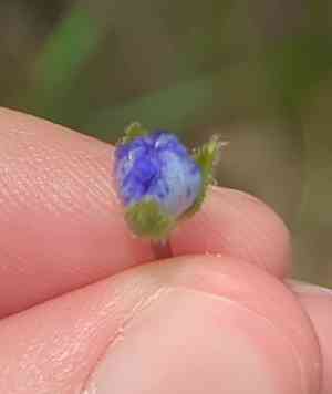Hairyflower spiderwort(Tradescantia hirsutiflora)