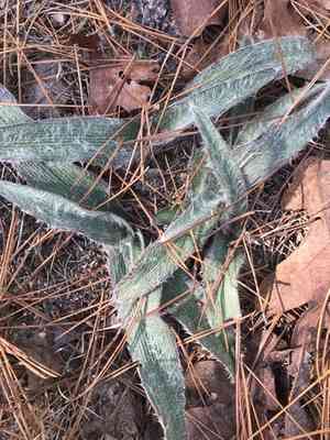 Hairyflower spiderwort(Tradescantia hirsutiflora)