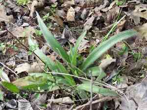 Hairyflower spiderwort(Tradescantia hirsutiflora)