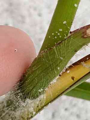 Hairyflower spiderwort(Tradescantia hirsutiflora)