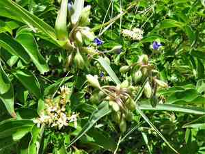 Western Spiderwort(Tradescantia occidentalis)