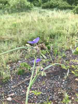 Western Spiderwort(Tradescantia occidentalis)