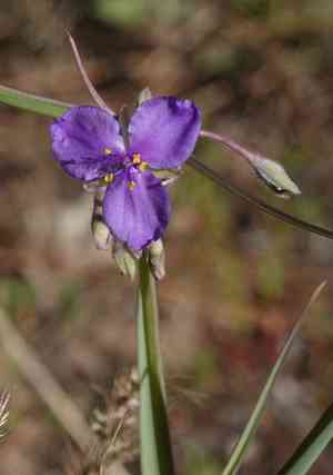 Western Spiderwort(Tradescantia occidentalis)