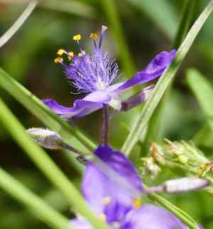 Pinewoods spiderwort(Tradescantia pinetorum)