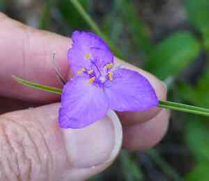 Pinewoods spiderwort(Tradescantia pinetorum)