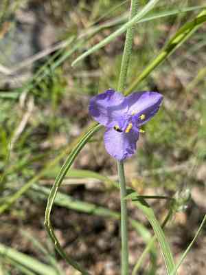 Pinewoods spiderwort(Tradescantia pinetorum)