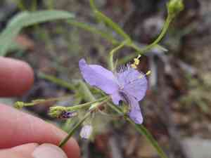 Pinewoods spiderwort(Tradescantia pinetorum)