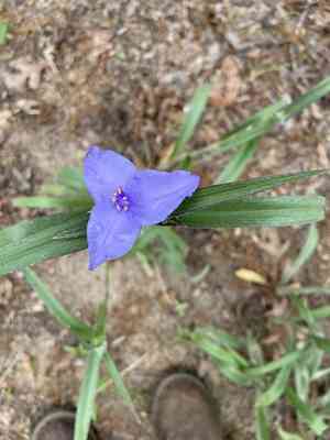 Reverchon's spiderwort(Tradescantia reverchonii)