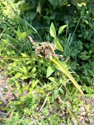 Reverchon's spiderwort(Tradescantia reverchonii)