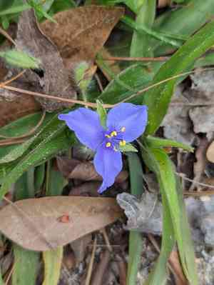 Reverchon's spiderwort(Tradescantia reverchonii)