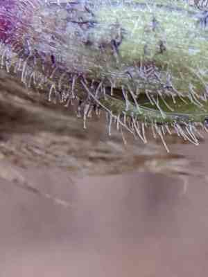 Reverchon's spiderwort(Tradescantia reverchonii)