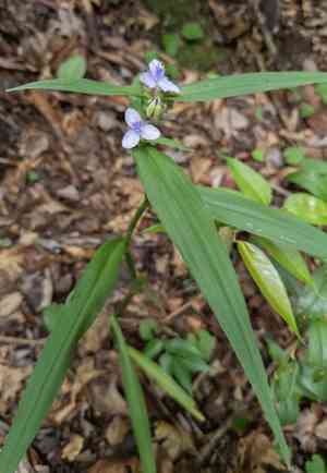 Zigzag spiderwort(Tradescantia subaspera)