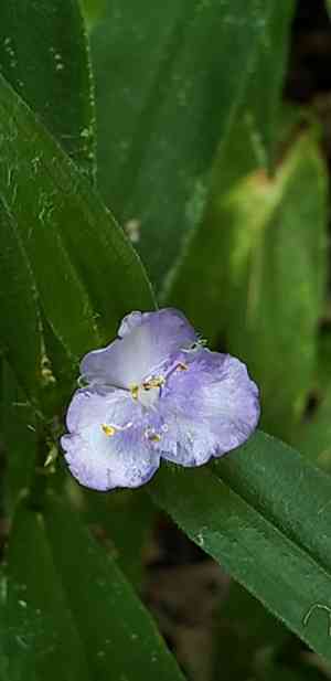 Zigzag spiderwort(Tradescantia subaspera)