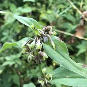 Zigzag spiderwort(Tradescantia subaspera)