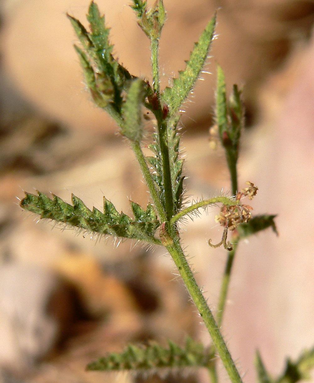 Tragia (Tragia) (Tragia) Care Guide: Pests, Diseases, Watering ...