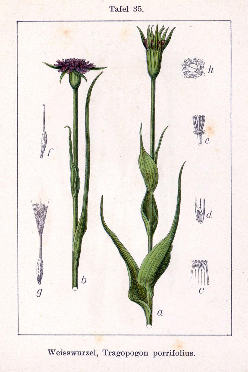 Common salsify