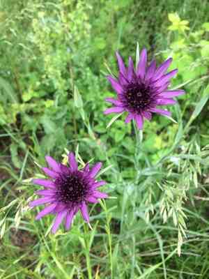 Common salsify(Tragopogon porrifolius)