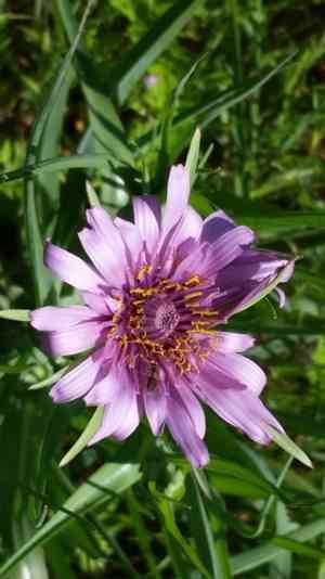 Common salsify(Tragopogon porrifolius)