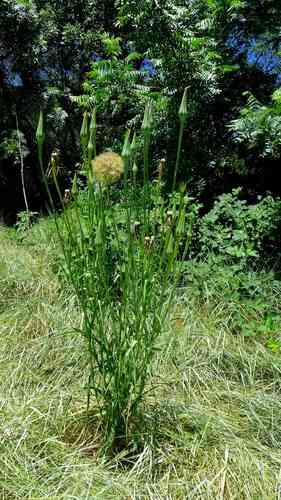 Common salsify(Tragopogon porrifolius)