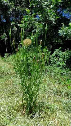 Common salsify(Tragopogon porrifolius)