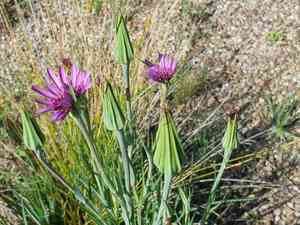 Common salsify(Tragopogon porrifolius)