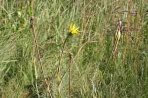 Yellow goat's beard(Tragopogon pratensis)