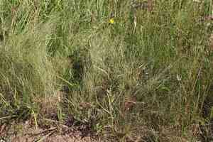 Yellow goat's beard(Tragopogon pratensis)