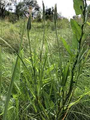 Yellow goat's beard(Tragopogon pratensis)