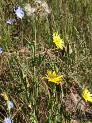 Yellow goat's beard(Tragopogon pratensis)