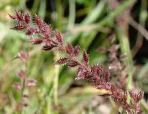 Large carrot-seed grass(Tragus racemosus)
