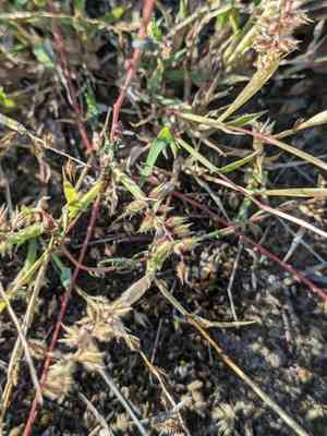 Large carrot-seed grass(Tragus racemosus)