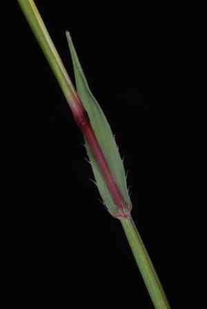 Large carrot-seed grass(Tragus racemosus)