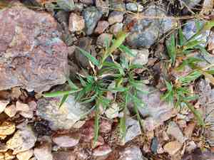 Large carrot-seed grass(Tragus racemosus)
