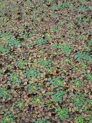 Water chestnut(Trapa natans)