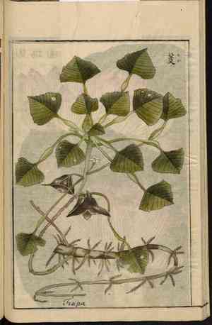 Water chestnut(Trapa natans)