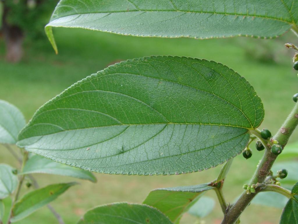 Florida trema (Trema micrantha) Care Guide: Pests, Diseases, Watering ...