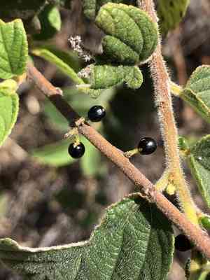Nettle tree(Trema tomentosa)