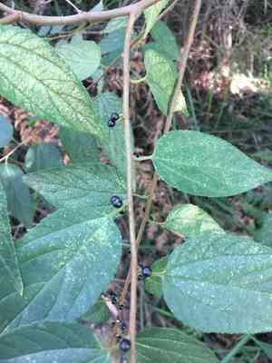 Nettle tree(Trema tomentosa)