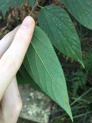 Nettle tree(Trema tomentosa)