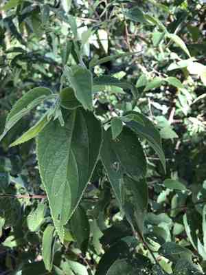 Nettle tree(Trema tomentosa)