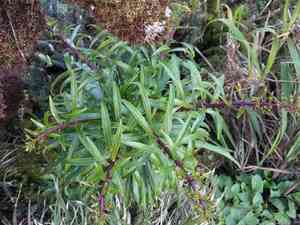 Wai'anae mountains false lobelia(Trematolobelia kaalae)