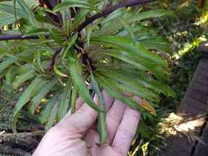 Wai'anae mountains false lobelia(Trematolobelia kaalae)