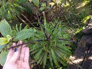Wai'anae mountains false lobelia(Trematolobelia kaalae)