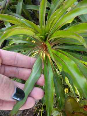 Wai'anae mountains false lobelia(Trematolobelia kaalae)