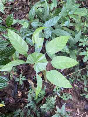 Snowflake tree(Trevesia palmata)