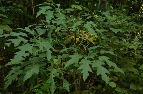 Snowflake tree(Trevesia palmata)