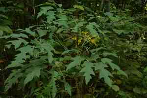 Snowflake tree(Trevesia palmata)